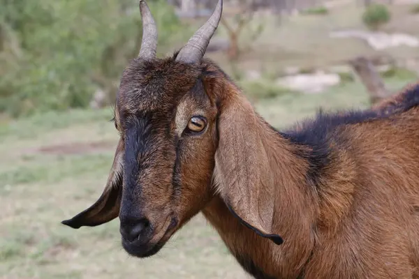 stock image Closeup of brown goat. Domestic farm animal. Goat cattle. Goat industry.