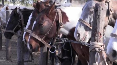  Arjantin atları. Gaucho biniciliği için at sürüsü. Yakından at sürüsü ardarda ağılda bağlı. Dizginleri olan bir grup at.. 