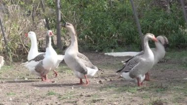 Kırsal kesimde özgürce dolaşan bir grup kazın videosu. Kaz sürüsü. Çiftlik hayvanları. Evcil kuşlar. Kümes hayvanları endüstrisi.