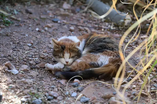 Kedi yavrusu dışarıda uyuyor. Yerde uyuyan üç renkli bir kedi. Kedi hayvanı. Evcil hayvan. Terk edilmiş hayvan..