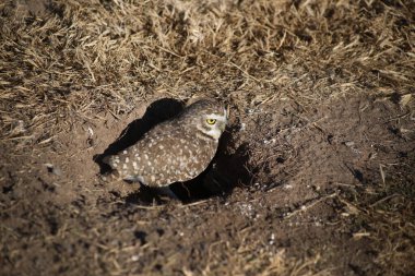 Viskachero baykuşu. Baykuş. Pampas baykuşu. cunicular athena. Latin Amerika 'da yaşayan küçük sarı gözlü baykuş. Mağarasının kenarında duran baykuşun ahır baykuşunun yakın çekimi. Kahverengi tüylü gece kuşu..