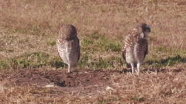 Mağarasında baykuş videosu var. Viskachero baykuşu. Baykuş. Pampas baykuşu. Cunicular athena. Latin Amerika 'da yaşayan küçük sarı gözlü baykuş. Baykuşun ahır kuşu mağarasının dışında dikiliyor..