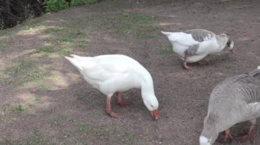 Mısır yiyen kazlar. Evcil kuş. Çiftlik hayvanı.