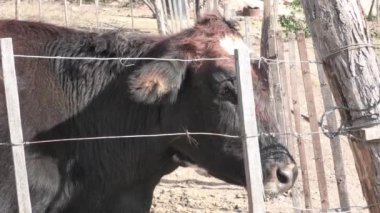 Çiftlik ağılında ot yiyen üç renkli ineğin yakın çekimi. Evcil çiftlik hayvanı. Süt ineği özgürce otluyor. Sığır sürüsü.