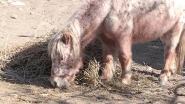 Midilli kuru saman yiyor. Ağıldaki küçük açık kahverengi at. Evcil çiftlik hayvanı.