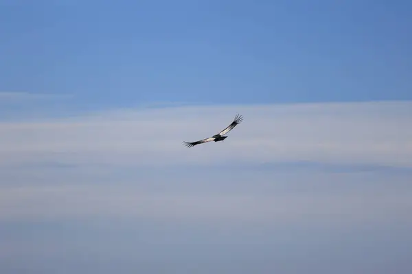 stock image Andean condor flying with its wings spread in an azure blue sky. Condor flying seen from behind. Bird of prey. Wild animal in danger of extinction.