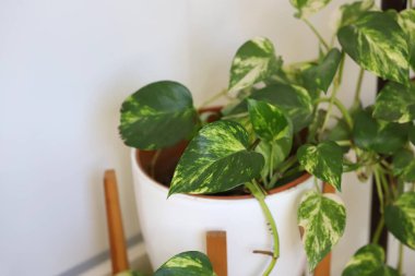 Pothos in pot. Epipremnum aureum. Çiçek. Kopya alanı olan izole edilmiş beyaz arkaplan. Bahçıvanlık.