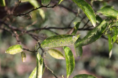 Mandalina ağacı, yaprakları haşere tarafından enfekte edilmiş. Somurtkan mantar yaprakları (Capnodium spp). Hasta bitki..