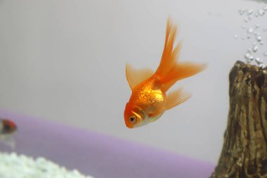 Peçeli Japon Balığı (Carassius auratus) akvaryumda. Akvaryumda yüzen turuncu balıklar. Su faunası.