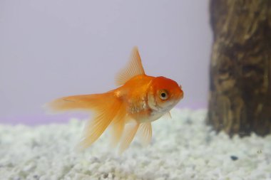Örtülü Japon Balığı (Carassius auratus) akvaryumda yüzüyor. Akvaryumda portakal balığı. Su faunası.