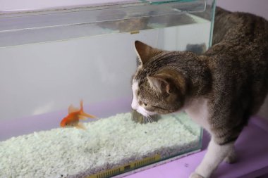 Akvaryumdaki balıklara bakan bir kedi. Akvaryumunda balık avlayan bir kedi. Evcil hayvanlar.