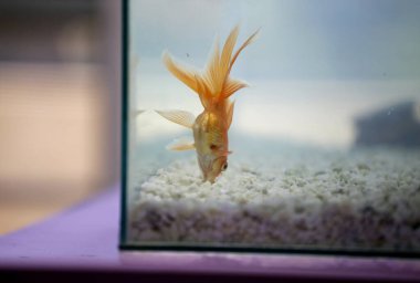 Veiltail Goldfish (Carassius auratus) swimming upside down in fish tank. Orange fish swimming in fish tank. Aquatic fauna. clipart