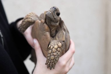 Person holding his turtle. Kid with his animal. Household pet. Turtle of the Chelonoidis chilensis family. clipart