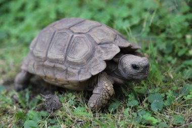 Bir evin bahçesinde Chelonoidis chilensis türünün kara kaplumbağası. Nesli tükenme tehlikesi altında olan Arjantinli kaplumbağa türleri. Chelonian sürüngeni. Kaplumbağa kabuğu ve vücudu kahverengi renklerde..