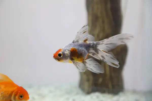 stock image Veiltail  and orange Goldfish (Carassius auratus) in fish tank. Orange fish swimming in fish tank. Aquatic fauna