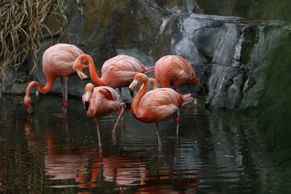 Gölde bir grup pembe flamingo. Özgürce kuşlar. Hayvanlar suda yiyip dinleniyor..