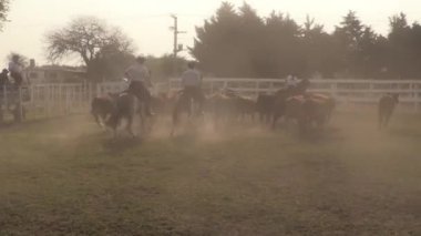 Atlara bindirilmiş sığırları ve öküzleri bir ağılda gütmek. Arjantin 'deki Gaucho panayırında hayvan gütme.