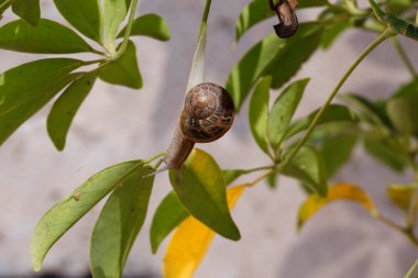 Bahçedeki bir salyangoz. Gastropod yumuşakça hayvanları. Bahçe haşeresi. Kopyalama alanı olan arkaplan.