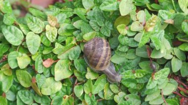 Bahçedeki sarmaşıkta küçük bir böceğin yanında sürünen salyangoz. Gastropod yumuşakça hayvanları. Bahçe haşeresi. Kopyalama alanı olan yeşil arkaplan.