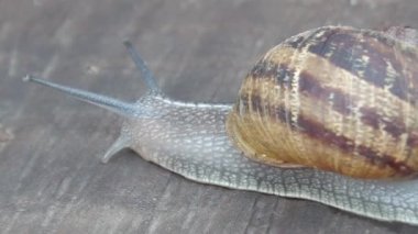 Tahtada sürünen salyangoz videosu. Süper makro detay. Hayvan omurgasızı. Bahçe haşeresi. Kopyalama alanı olan kahverengi arkaplan.