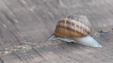 Tahtada sürünen salyangoz videosu. Süper makro detay. Hayvan omurgasızı. Bahçe haşeresi. Kopyalama alanı olan kahverengi arkaplan.