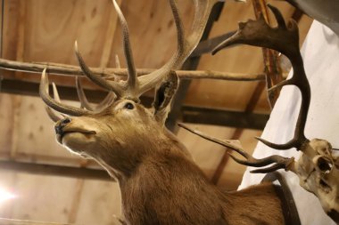 Duvarda asılı mumyalanmış geyik kafası. Hayvan avı. Tahnitçilik.