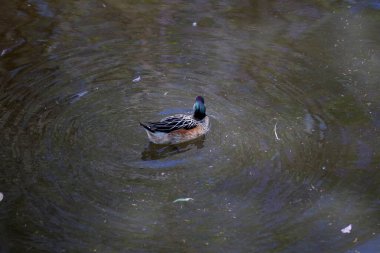 Kahverengi ve beyaz tüylü güzel ördek. Fotokopi alanı arka planında kahverengi su gölünde yüzüyor. Su kuşu..