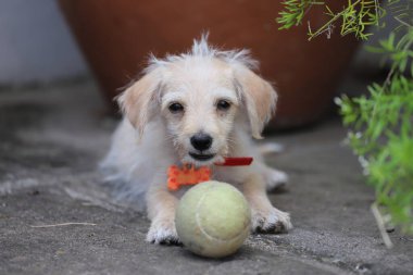 Bahçedeki oyuncak topuyla yavru köpek portresi. Küçük sarı mutlu köpek.