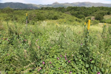 Arjantin, Crdoba 'daki Sierra' ların manzarası. Latin Amerika. Yazın çiçeklerle, vadilerle ve dağlarla dolu bir manzara..