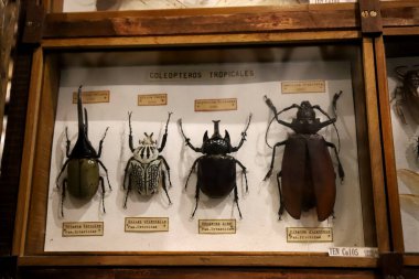 Rocsen Müzesi, Crdoba, Arjantin 'de doldurulmuş tropikal böceklerin sergisi