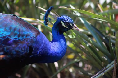 Gündüz saatlerinde yemyeşil bir yaban hayatı sığınağında canlı tüyler sergiliyor.