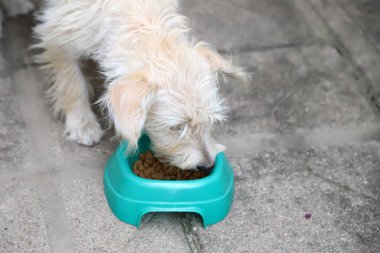 Yavru köpek maması yiyor. Dengeli yemek yiyen bir köpeğin portresi.