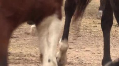 Binicilerin botlarını gören Gaucho atlarının bacaklarına yakın plan.