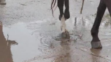 Ulusal bayram sırasında küçük bir dereyi geçen at toynakları ve atlı süvarilerin yakın çekim videosu.
