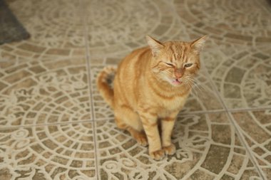 Diş ağrısı olan hasta bir kedi.