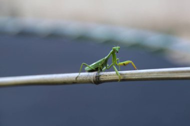 Arka planı izole edilmiş bir sazlıkta yeşil peygamber devesi. Peygamber devesi böceği