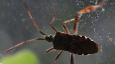 Leptoglossus occidentalis böceği bitkilerin, makro videonun, yakın plan bir pencerenin üzerinde emekler. Amerikan çam böceği