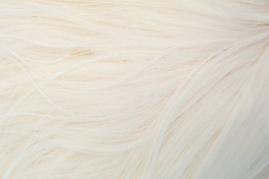 Beyaz sarışının saçına yakından bak. Kadın peruğu dokusu. Bir tutam kadın saçı. Soyut arkaplan.