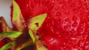 Masanın üzerinde son derece yakın planda dönen çilek. Sulu olgun çilek manzarası var. Tohumlar, hamurlar ve çilek yaprağı detaylı görünümü. Taze böğürtlen, sağlıklı gıda kavramı