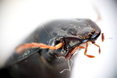 Böceğin kafasının son derece detaylı bir fotoğrafı. Dönen böcek makroda (Gyrinus natator). Detaylı antenleri ve avuçlarıyla böceğin başı. Doğa, böcekler kavramı.