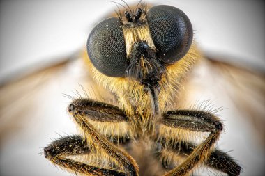 Oestridae (gadflies). Extremely close up photo of botfly. Detailed photo of botfly's body with eyes, spike and paws. On a white blurred background. Isolated. Entomology concept. clipart