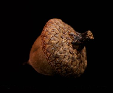 Karanlık bir arka planı olan tek bir meşe palamudunun yakın çekimi. Soyut arkaplan, duvar kağıdı, doğa teması