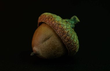 Karanlık bir arka planı olan tek bir meşe palamudunun yakın çekimi. Soyut arkaplan, duvar kağıdı, doğa teması