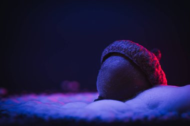 Yüzeyinde köpük olan tek bir meşe palamudu. Neon parıltısı. Soyut arkaplan, duvar kağıdı, doğa teması