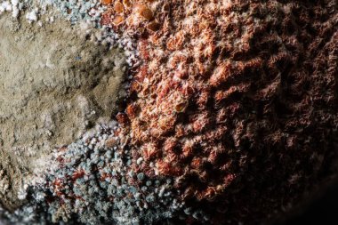 Küfle kaplı çürümüş bir meyvenin yakın çekimi. Küf dokusu ve meyvelerin hasarlı yüzeyi. Çürüme süreci. Gıda atıkları, mikrobiyoloji, bilimsel araştırma, çürüme kavramları