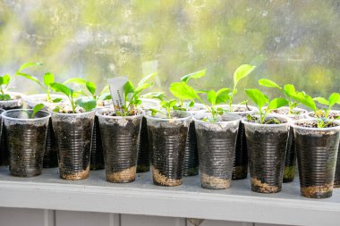 Geri dönüşümlü plastik bardaklarda büyüyen canlı yeşil fidelerin yakın plan dikey çekimi. Küçük bitkiler taze yapraklar ve bir bahçeye veya daha büyük bir çömleğe nakledilmeye hazır zengin topraklarla gösteriliyor..