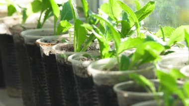 Toprakla dolu küçük plastik bardaklarda büyüyen bir sıra bitkinin makro yakın plan çekimi. Atış, taze yeşil yaprakları ve toprağın dokusunu sığ bir alan derinliğiyle yakalıyor. Arka plan bulanık, bitkilerin altını çiziyorum.