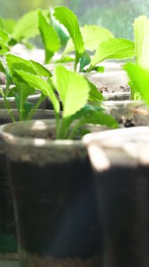 Toprakla dolu küçük plastik bardaklarda büyüyen bir sıra bitkinin makro yakın plan çekimi. Atış, taze yeşil yaprakları ve toprağın dokusunu sığ bir alan derinliğiyle yakalıyor. Arka plan bulanık, bitkilerin altını çiziyorum.