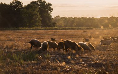 Koyun sürüsü gün batımında çitten geçiyor.