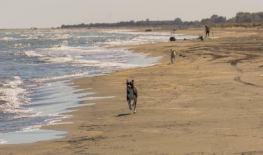 Köpek sahilde koşuyor.